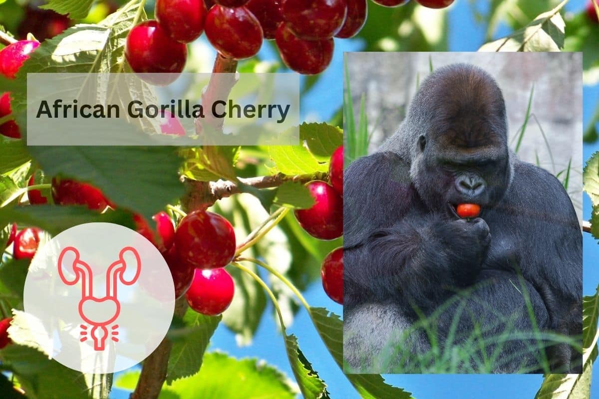 Shocking Truth About Gorilla Cherry For Prostate Health - 3 Things